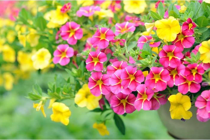 Blühende pinke und gelbe Petunien